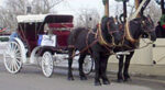 carriage rides louisville tours