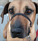 Lennox